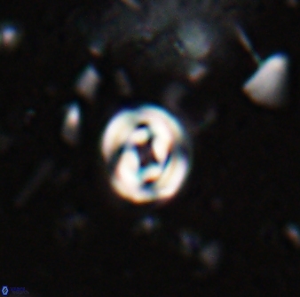 Pyrocyclus orangensis 27897