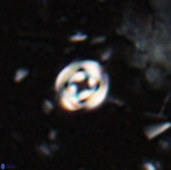 Pyrocyclus orangensis 27898