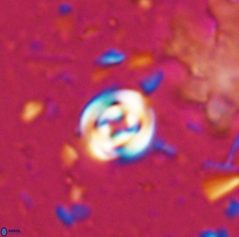 Pyrocyclus orangensis 27899