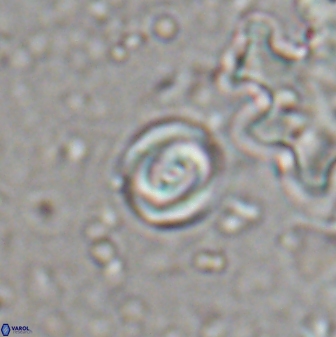 Pyrocyclus orangensis 27901