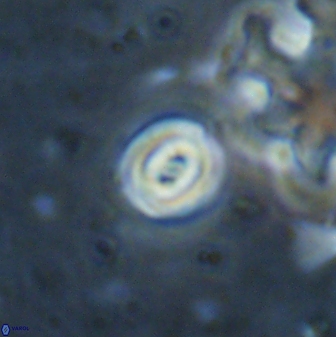 Pyrocyclus orangensis 27902