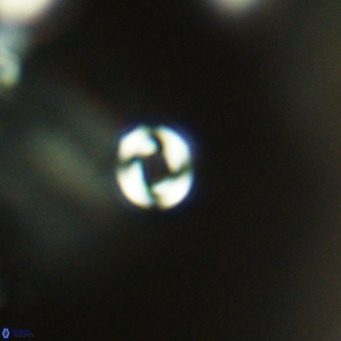 Pyrocyclus inversus VR 09549