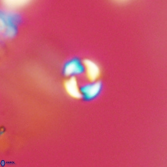 Pyrocyclus inversus VR 09554