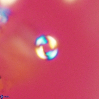 Pyrocyclus inversus VR 09550