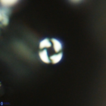 Pyrocyclus inversus VR 09552