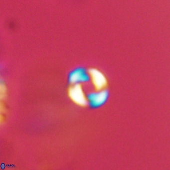 Pyrocyclus inversus VR 09564