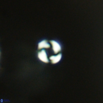 Pyrocyclus inversus VR 09566