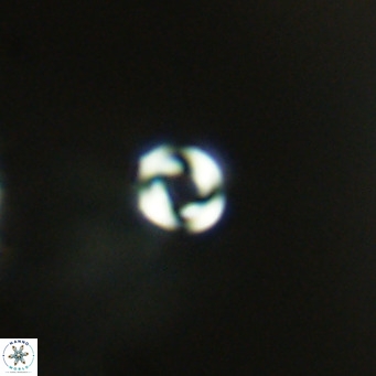 Pyrocyclus inversus VR 09566