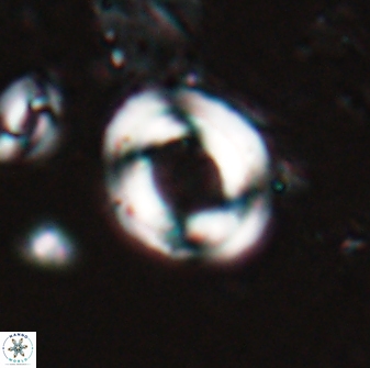 Pyrocyclus sp 26541