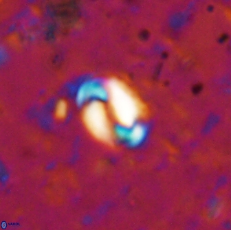 Pyrocyclus spiralis 19446