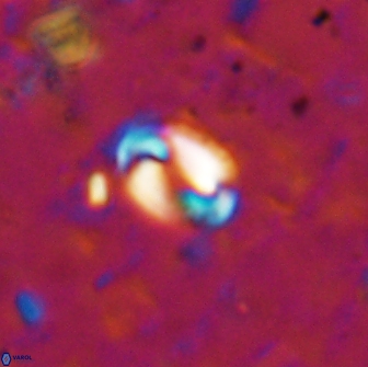 Pyrocyclus spiralis 19441