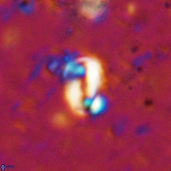 Pyrocyclus spiralis 19442