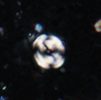 Pyrocyclus spiralis 19495