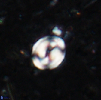 Pyrocyclus spiralis 19500