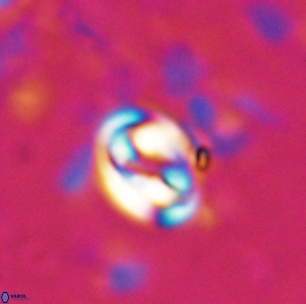 Pyrocyclus spiralis 27118