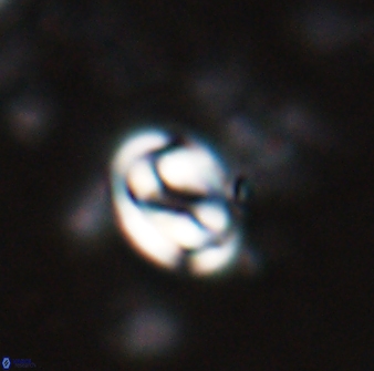 Pyrocyclus spiralis 27119