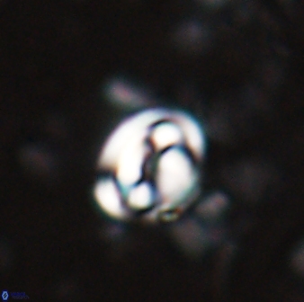 Pyrocyclus spiralis 27121