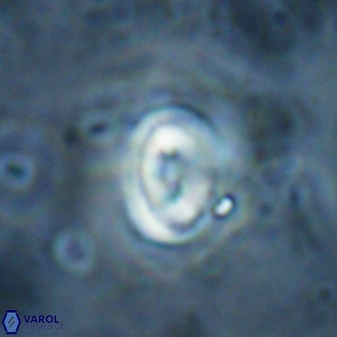 Pyrocyclus spiralis 27127