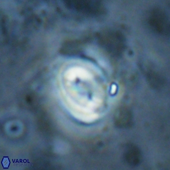 Pyrocyclus spiralis 27128