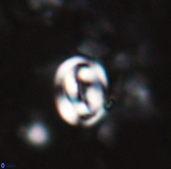 Pyrocyclus spiralis 27121