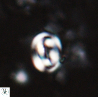 Pyrocyclus spiralis 27121