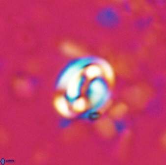 Pyrocyclus spiralis 27121