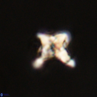 Quadrum blairiae VR 23115