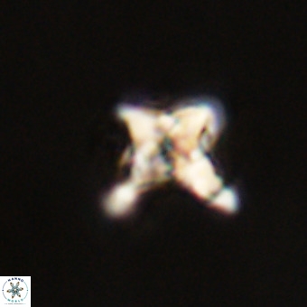 Quadrum blairiae VR 23115