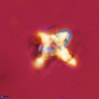 Quadrum blairiae VR 23116