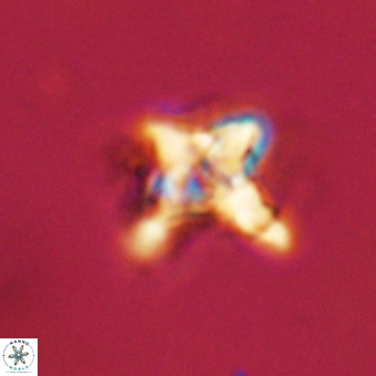 Quadrum blairiae VR 23116