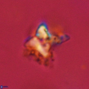 Quadrum blairiae VR 23117