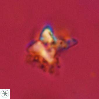Quadrum blairiae VR 23117