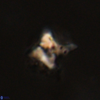 Quadrum blairiae VR 23118