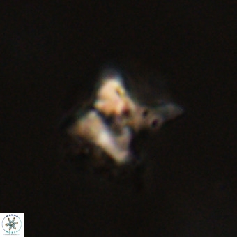 Quadrum blairiae VR 23118
