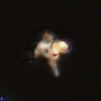 Quadrum blairiae VR 23119