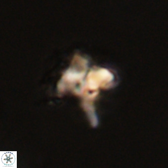 Quadrum blairiae VR 23119