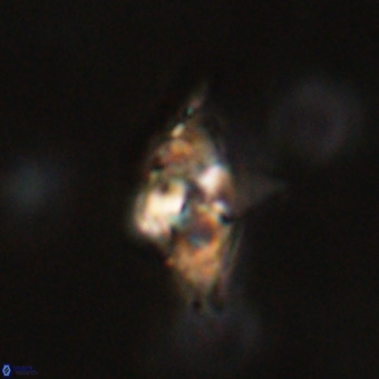Quadrum blairiae VR 23124