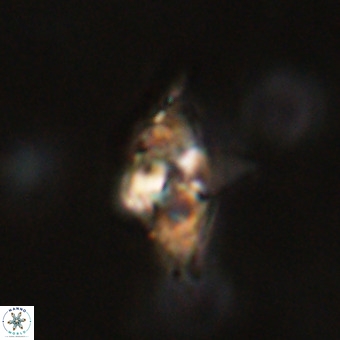 Quadrum blairiae VR 23124