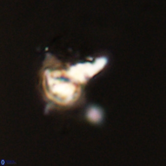 Quadrum blairiae VR 23125