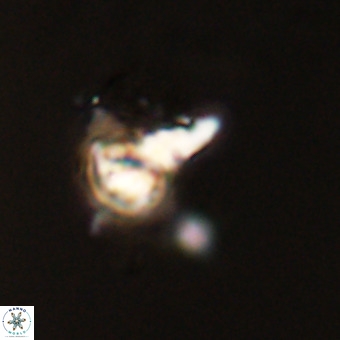 Quadrum blairiae VR 23125