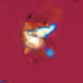 Quadrum blairiae VR 23126