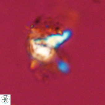 Quadrum blairiae VR 23126