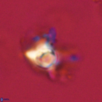Quadrum blairiae VR 23127