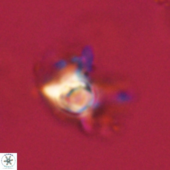 Quadrum blairiae VR 23127