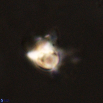 Quadrum blairiae VR 23128
