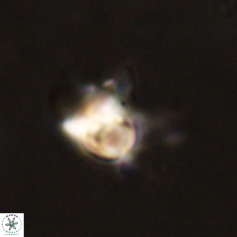 Quadrum blairiae VR 23128