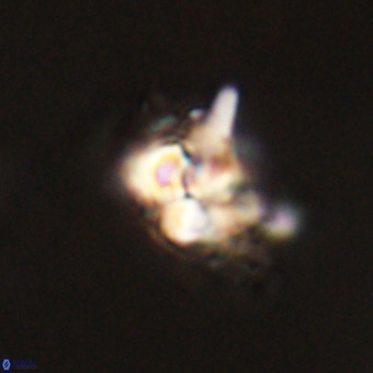 Quadrum blairiae VR 23129