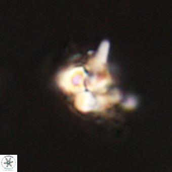 Quadrum blairiae VR 23129