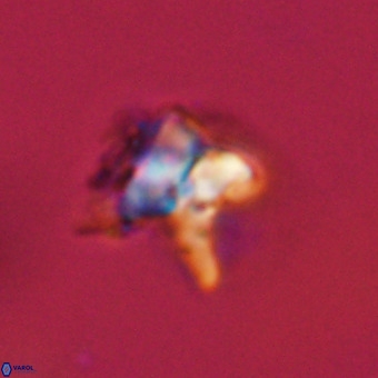 Quadrum blairiae VR 23120