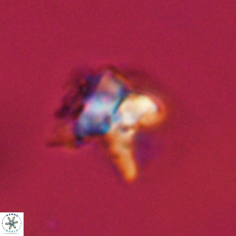 Quadrum blairiae VR 23120